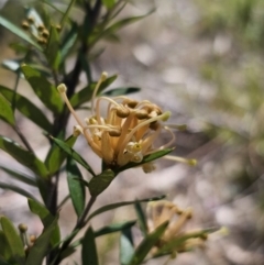 Grevillea juniperina subsp. sulphurea at Jerangle, NSW - 14 Oct 2023