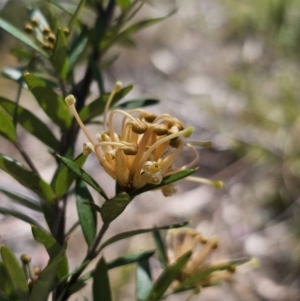 Grevillea juniperina subsp. sulphurea at Jerangle, NSW - 14 Oct 2023 01:04 PM