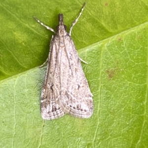 Eudonia cleodoralis at Jerrabomberra, NSW - 14 Oct 2023