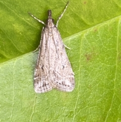 Eudonia cleodoralis at Jerrabomberra, NSW - 14 Oct 2023