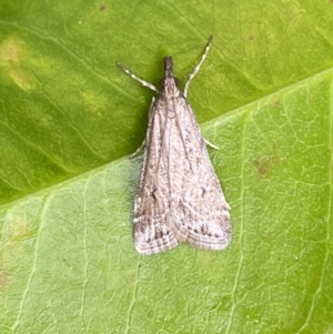 Eudonia cleodoralis at Jerrabomberra, NSW - 14 Oct 2023