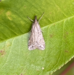 Eudonia cleodoralis at Jerrabomberra, NSW - 14 Oct 2023