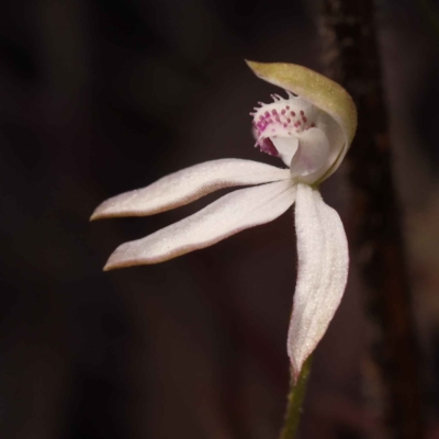 Caladenia moschata (Musky Caps) at Canberra Central, ACT - 13 Oct 2023 by ConBoekel