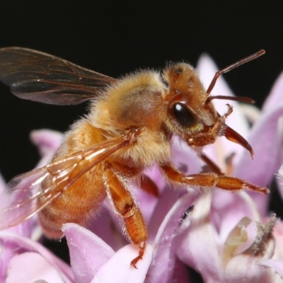 Apis mellifera by TimL