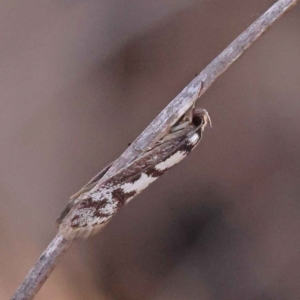 Eusemocosma pruinosa at Canberra Central, ACT - 13 Oct 2023