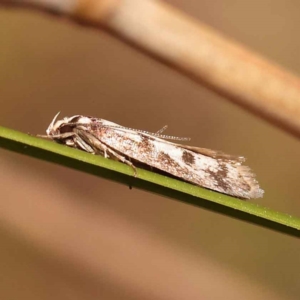 Eusemocosma pruinosa at Canberra Central, ACT - 13 Oct 2023