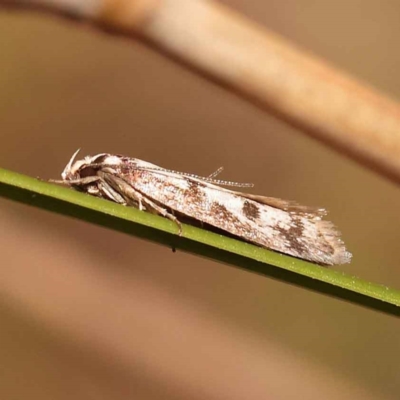 Eusemocosma pruinosa (Philobota Group Concealer Moth) at Canberra Central, ACT - 13 Oct 2023 by ConBoekel