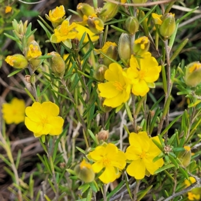 Hibbertia calycina (Lesser Guinea-flower) at Uriarra TSR - 14 Oct 2023 by trevorpreston