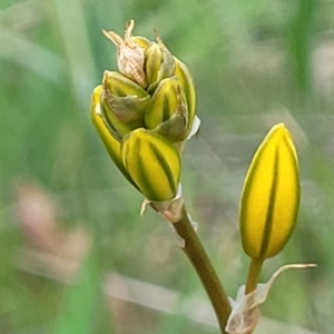 Bulbine bulbosa at Stromlo, ACT - 14 Oct 2023 03:20 PM