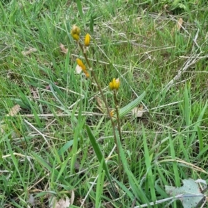 Bulbine bulbosa at Stromlo, ACT - 14 Oct 2023