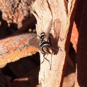 Trigonospila sp. (genus) at Canberra Central, ACT - 13 Oct 2023