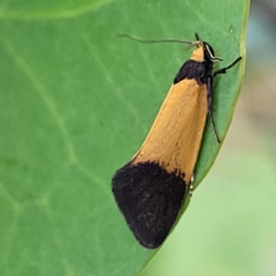 Merocroca automima (Chezala group) at Stromlo, ACT - 14 Oct 2023 by trevorpreston