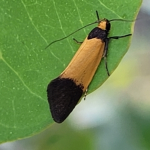 Merocroca automima at Stromlo, ACT - 14 Oct 2023 03:19 PM