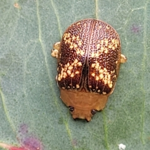 Paropsis aspera at Stromlo, ACT - 14 Oct 2023