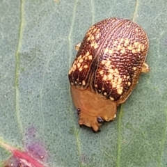 Paropsis aspera at Stromlo, ACT - 14 Oct 2023