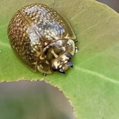 Paropsisterna cloelia (Eucalyptus variegated beetle) at Stromlo, ACT - 14 Oct 2023 by trevorpreston