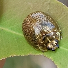 Paropsisterna cloelia at Stromlo, ACT - 14 Oct 2023