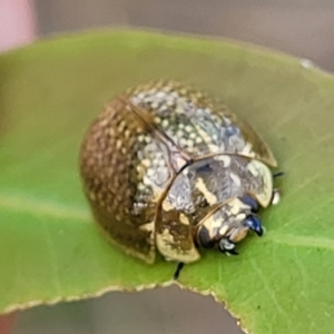 Paropsisterna cloelia at Stromlo, ACT - 14 Oct 2023