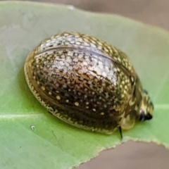 Paropsisterna cloelia at Stromlo, ACT - 14 Oct 2023