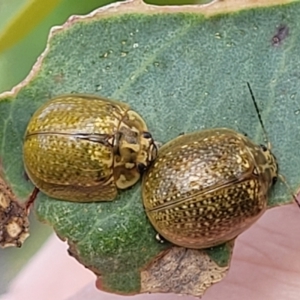 Paropsisterna cloelia at Stromlo, ACT - 14 Oct 2023 03:16 PM