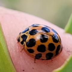 Harmonia conformis (Common Spotted Ladybird) at Uriarra TSR - 14 Oct 2023 by trevorpreston