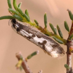 Philobota lysizona (A concealer moth) at ANBG South Annex - 13 Oct 2023 by ConBoekel