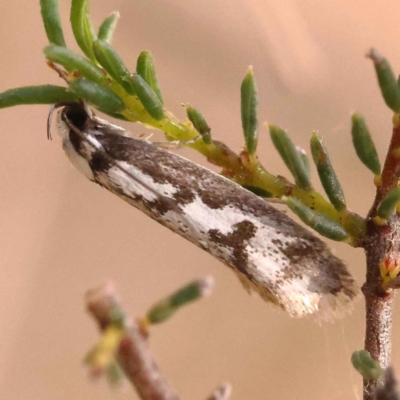 Philobota lysizona (A concealer moth) at Canberra Central, ACT - 13 Oct 2023 by ConBoekel