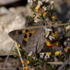 Trapezites phigalia (Heath Ochre) at Bungonia State Conservation Area - 30 Sep 2023 by KorinneM