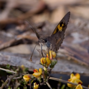 Trapezites phigalia at Bungonia, NSW - 1 Oct 2023