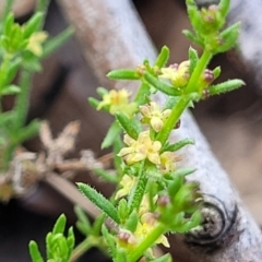 Galium gaudichaudii subsp. gaudichaudii (Rough Bedstraw) at Uriarra TSR - 14 Oct 2023 by trevorpreston