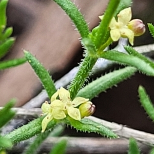 Galium gaudichaudii subsp. gaudichaudii at Stromlo, ACT - 14 Oct 2023