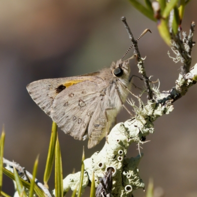 Trapezites phigalia (Heath Ochre) at Bungonia, NSW - 30 Sep 2023 by KorinneM