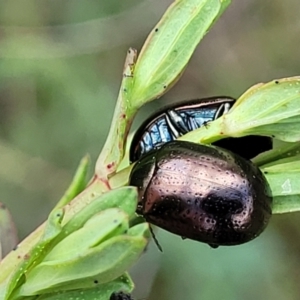 Chrysolina quadrigemina at Stromlo, ACT - 14 Oct 2023