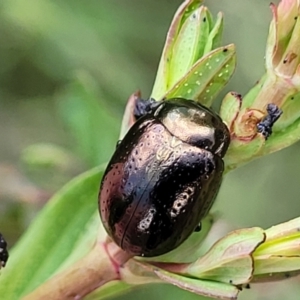 Chrysolina quadrigemina at Stromlo, ACT - 14 Oct 2023