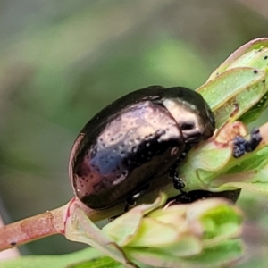 Chrysolina quadrigemina at Stromlo, ACT - 14 Oct 2023