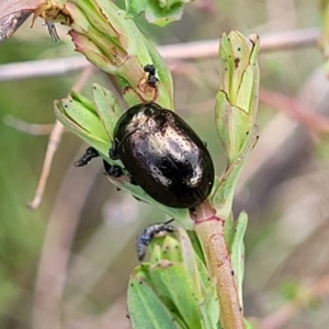 Chrysolina quadrigemina at Stromlo, ACT - 14 Oct 2023