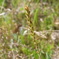 Plantago varia (Native Plaintain) at Stromlo, ACT - 14 Oct 2023 by trevorpreston