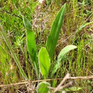 Plantago varia at Stromlo, ACT - 14 Oct 2023