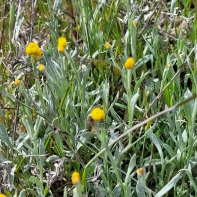 Chrysocephalum apiculatum (Common Everlasting) at West Stromlo - 14 Oct 2023 by trevorpreston