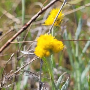 Chrysocephalum apiculatum at Stromlo, ACT - 14 Oct 2023