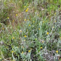 Chrysocephalum apiculatum at Stromlo, ACT - 14 Oct 2023