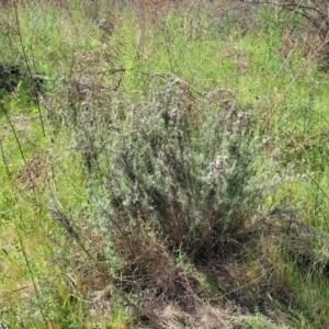 Chrysocephalum semipapposum at Stromlo, ACT - 14 Oct 2023