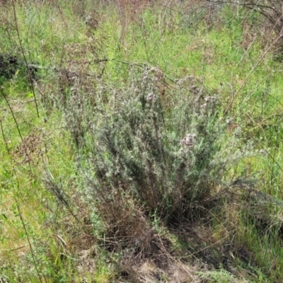 Chrysocephalum semipapposum (Clustered Everlasting) at Stromlo, ACT - 14 Oct 2023 by trevorpreston