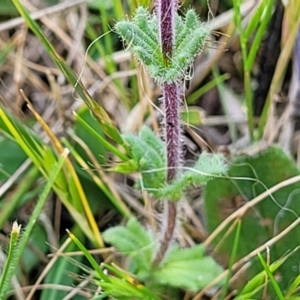 Parentucellia latifolia at Stromlo, ACT - 14 Oct 2023