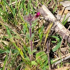 Parentucellia latifolia at Stromlo, ACT - 14 Oct 2023