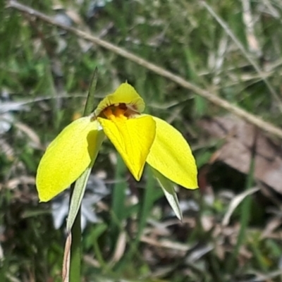 Diuris subalpina (Small Snake Orchid) at Yaouk, NSW - 12 Oct 2023 by JARS