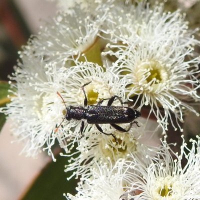 Eleale sp. (genus) (Clerid beetle) at Tuggeranong, ACT - 8 Oct 2023 by HelenCross