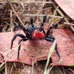 Missulena sp. (genus) (Mouse spider) at Namadgi National Park - 13 Oct 2023 by FeralGhostbat