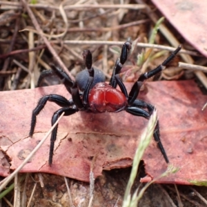 Missulena occatoria at Rendezvous Creek, ACT - 14 Oct 2023 08:30 AM