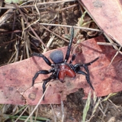 Missulena occatoria at Rendezvous Creek, ACT - 14 Oct 2023 08:30 AM